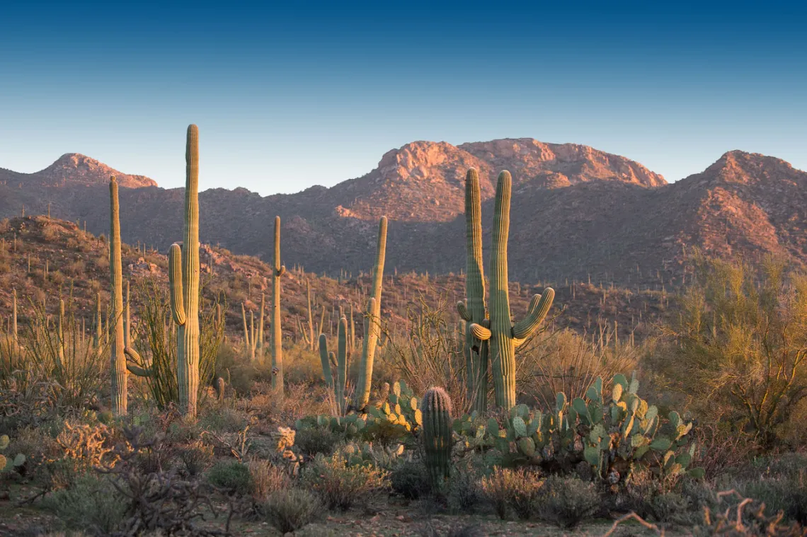 desert landscape